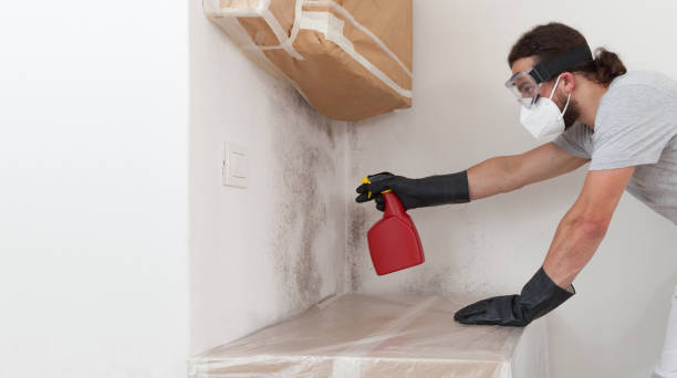 Basement Mold Remediation treatment on basement walls in Huntington