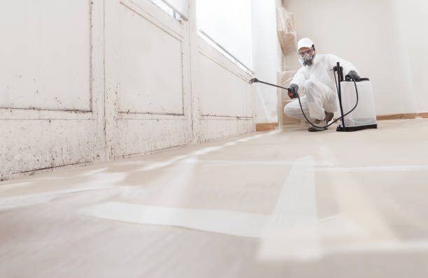Black mold remediation team in Huntington